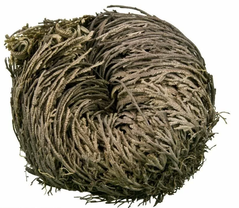 Rose of Jericho